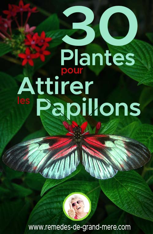 plantes qui attirent les papillons