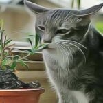 Comment empêcher mon chat de manger mes plantes d'intérieur ?
