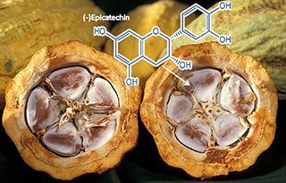 Flavanoli di cacao contro il morbo di Parkinson