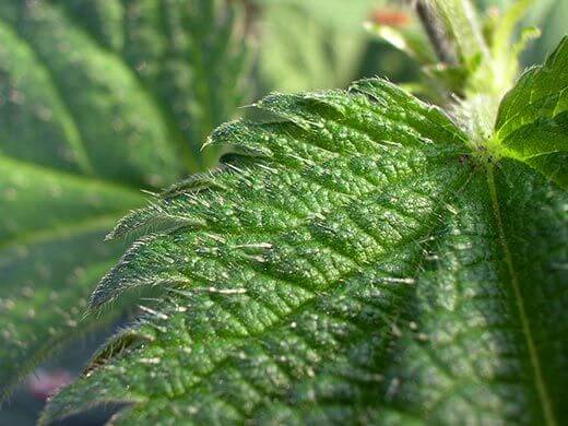 ortie plante médicinale celte