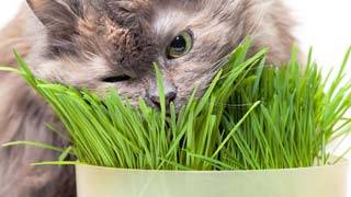 evitare che il gatto mangi le piante
