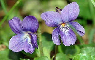 soigner amygdalite naturellement violette