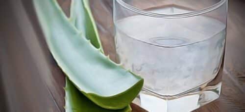 récolter et congeler gel aloe vera