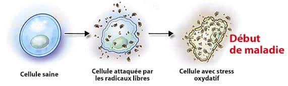 stress oxydatif
