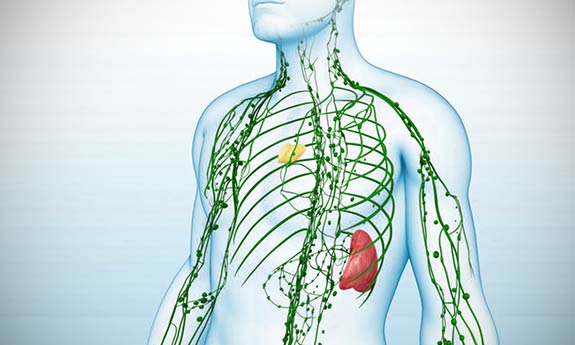 drainer systeme lymphatique