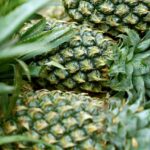 Faire pousser un ananas chez soi : guide étape par étape pour réussir
