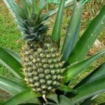 Tuto : Comment Faire Pousser Un Ananas à la maison