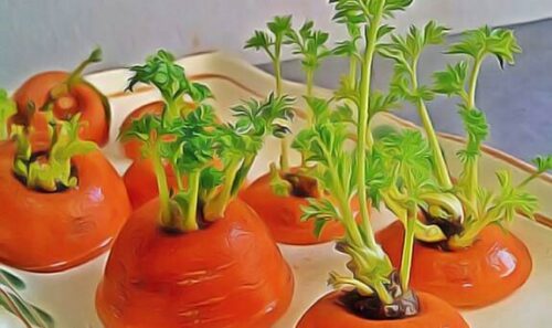 légumes à faire pousser chez soi