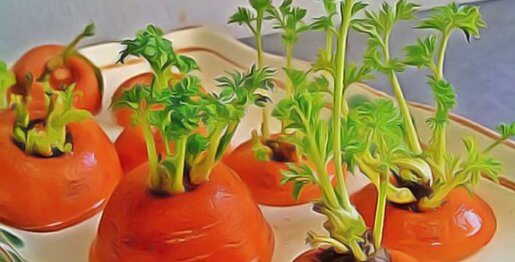 légumes à faire pousser chez soi