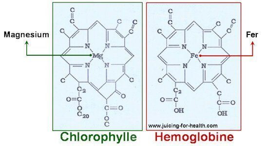 molecule chlorophylle et molécule hémoglobine