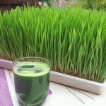 Jus d'herbe de blé pour une bonne santé générale