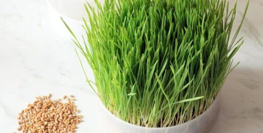 cultiver son herbe de blé
