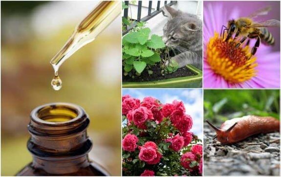 9 façons astucieuses d'utiliser les huiles essentielles dans le jardin