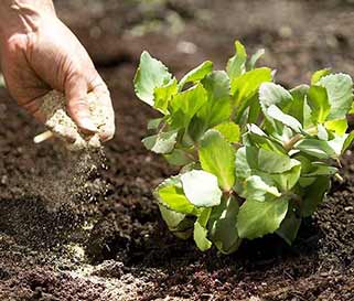 Fertiliser les plantes vivaces, les engrais, les engrais, les engrais, la nourriture végétale