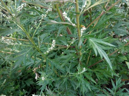 Armoise :Artemisia vulgaris
