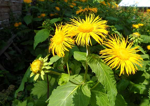 Aunée : Inula helenium