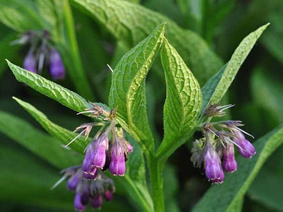 Consoude - Symphytum officinale