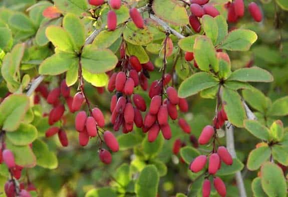 Epine vinette : Berberis vulgaris