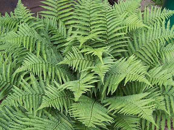 Fougère mâle - Dryopteris filix mas