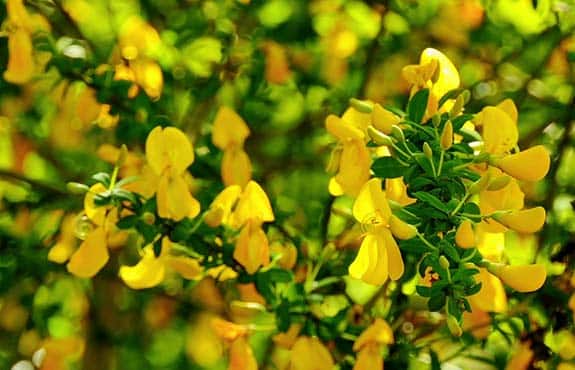 Genêt à balais - Cytisus scoparius L.