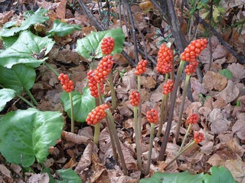 Gouet - Arum maculatum