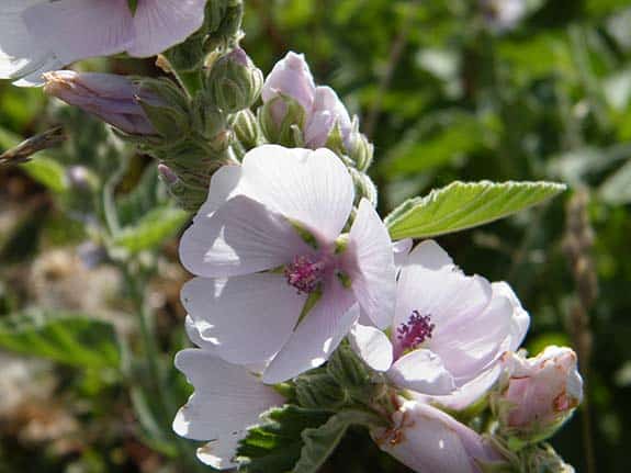 Guimauve - Althaea officinalis