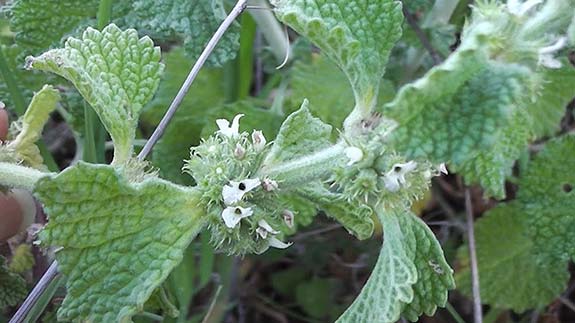 Marrube - Marrubium vulgare