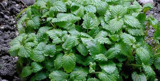 Mélisse - Melissa officinalis