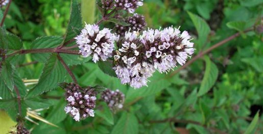 Menthe Poivrée - Mentha piperita