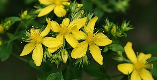 Millepertuis : Hypericum perforatum