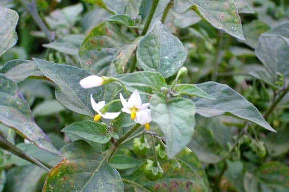 Morelle - Solanum nigrum
