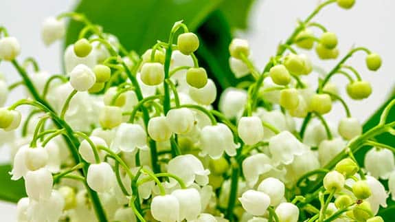 Muguet - Convallaria majalis