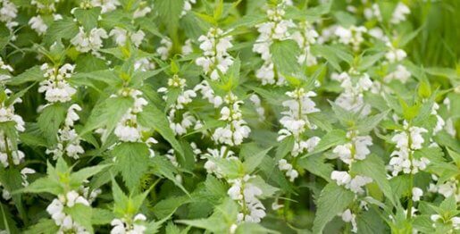 Ortie blanche - Lamium album