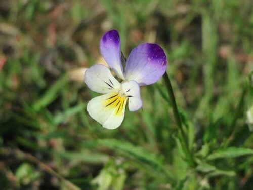 Pensée Sauvage - Viola tricolor arvensis