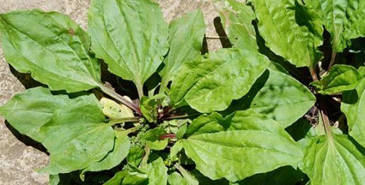 Plantain - Plantago major