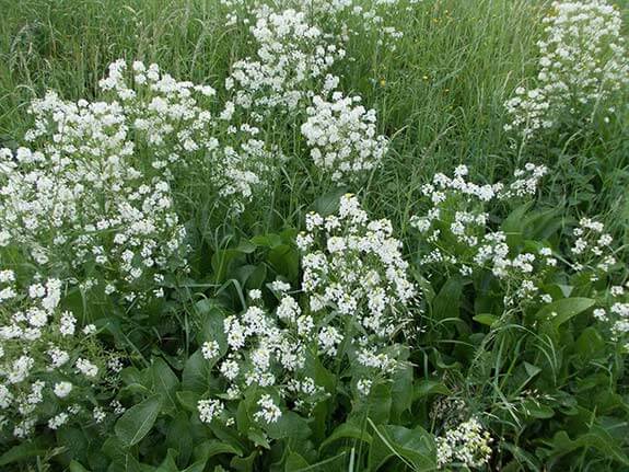 Raifort - Cochlearia armorica