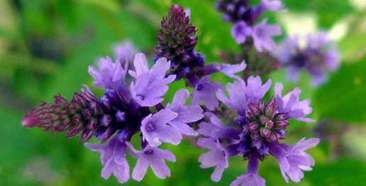 Verveine : Verbena officinalis
