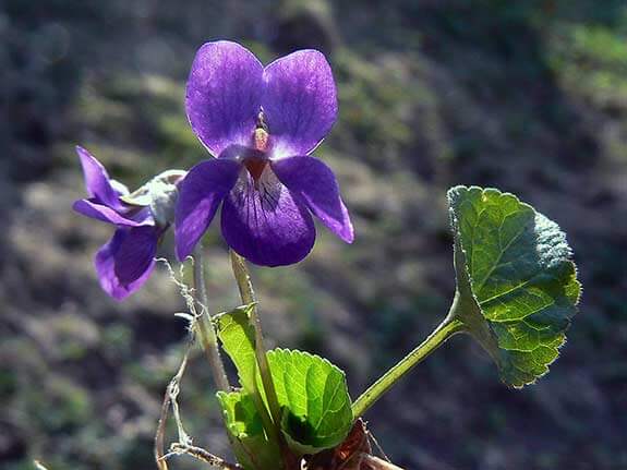Violette - Viola odorata
