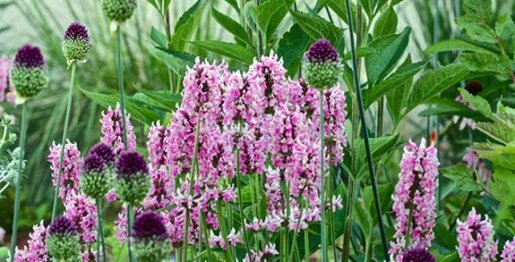 betoine : stachys officinalis