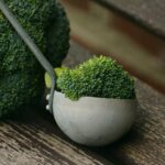 Le pouvoir des germes de brocoli contre les troubles du spectre de l'autisme