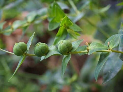 Epurge - Euphorbia Lathyris