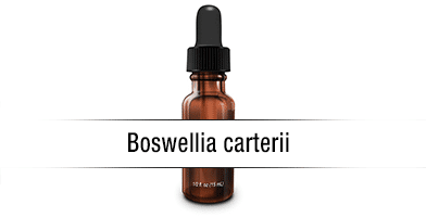 Boswellia carterii