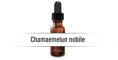 Chamaemelun nobile