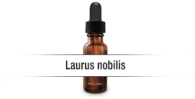 Laurus nobilis