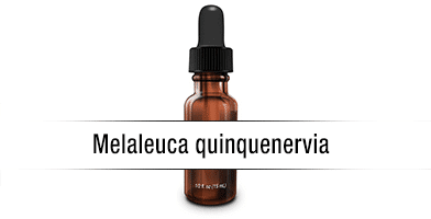 Melaleuca quinquenervia