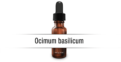 Ocimum basilicum