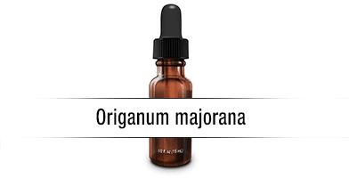 Origanum majorana