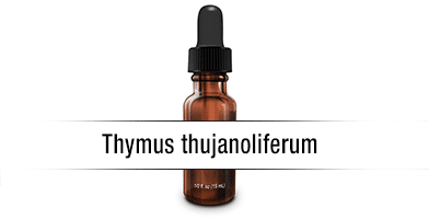 Thymus thujanoliferum