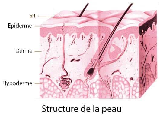 structure de la peau