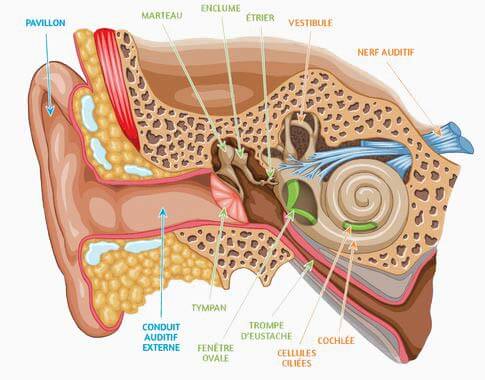 anatomie oreille